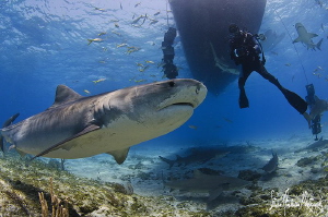 Emma the Tiger Shark starts the parade at Tiger Beach thi... by Steven Anderson 